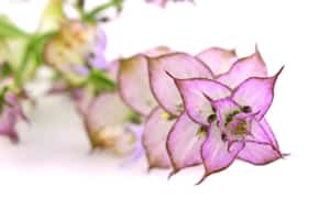 Muskatellersalbeiöl